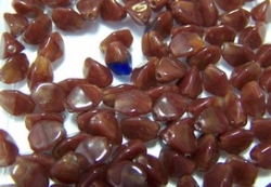 #16 - 50 Stck. Pinch-Bead 5x3mm - opak oxblood /tr. sapphire