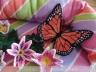 Stickdatei FSL - Schmetterling-Monarch  --- Design Pack