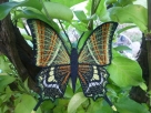 Stickdatei FSL - Schmetterling Kaiser von Indien - Teinopalpus imperialis  --- Design Pack