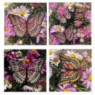 Stickdatei FSL Schmetterling Cethosia Hypsea & Biblis --- SUPER-Design Pack