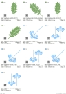 Stickdatei FSL - Vogelbeeren-Eberesche --- Design Pack