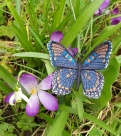 Stickdatei FSL & ITH - Schmetterling Limenitis Arthemis Arizonensis --- Design Pack