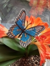 Stickdatei FSL & ITH - Schmetterling Limenitis Arthemis Arizonensis --- Design Pack