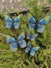 Stickdatei FSL & ITH - Schmetterling Limenitis Arthemis Arizonensis --- Design Pack