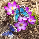 Stickdatei FSL & ITH - Schmetterling Limenitis Arthemis Arizonensis --- Design Pack