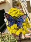 Stickdatei FSL & ITH - Limenitis Arthemis Arizonensis --- ca. 120 mm