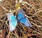 Stickdatei FSL & ITH - Limenitis Arthemis Arizonensis --- ca. 120 mm