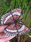 Stickdatei FSL - Schmetterling Limenitis Arthemis White Admiral --- Design Pack