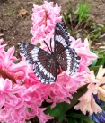 Stickdatei FSL - Schmetterling Limenitis Arthemis White Admiral --- Design Pack