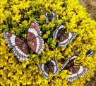 Stickdatei FSL - Schmetterling Limenitis Arthemis White Admiral --- Design Pack