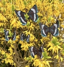 Stickdatei FSL - Schmetterling Limenitis Arthemis White Admiral --- Design Pack