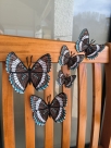 Stickdatei FSL - Schmetterling Limenitis Arthemis White Admiral --- Design Pack