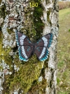 Stickdatei FSL - Schmetterling Limenitis Arthemis White Admiral --- ca. 140 mm