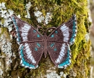 Stickdatei FSL - Schmetterling Limenitis Arthemis White Admiral --- ca. 100 mm