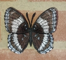 Stickdatei FSL - Schmetterling Limenitis Arthemis White Admiral --- ca. 120 mm