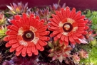 Stickdatei FSL - Topper-Gerbera