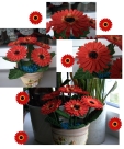 Stickdatei FSL - 3D-Gerbera --- Design Pack