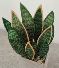 Stickdatei FSL - 3D-Grünpflanze Sansevieria --- Design Pack