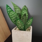 Stickdatei FSL - 3D-Grünpflanze Sansevieria --- Design Pack