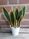 Stickdatei FSL - 3D-Grünpflanze Sansevieria --- Design Pack