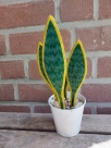 Stickdatei FSL - 3D-Grünpflanze Sansevieria --- Design Pack