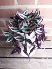 Stickdatei FSL - 3D-Grünpflanze Tradescantia_Purpusii --- Design Pack