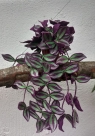 Stickdatei FSL - 3D-Grünpflanze Tradescantia_Purpusii --- Design Pack