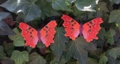 Stickdatei FSL - Schmetterling C-Falter - Polygonia c-album --- Design Pack