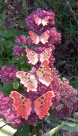 Stickdatei FSL - Schmetterling C-Falter - Polygonia c-album --- ca. 140 mm