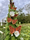 Stickdatei FSL - Schmetterling C-Falter - Polygonia c-album --- ca. 60 mm